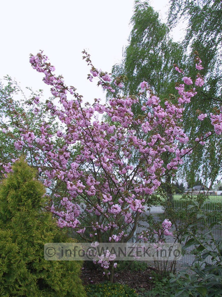 Prunus serrulata Kanzan 04.jpg